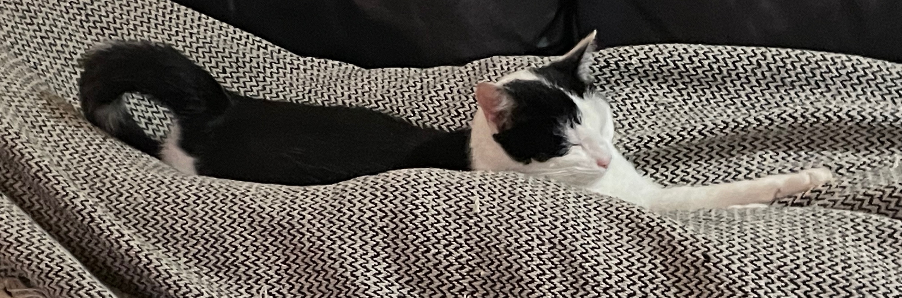 Header Image